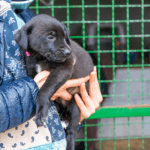 Feira de adoção de pets em Mongaguá fortalece causa animal e estimula guarda responsável Feira de adoção de pets em Mongaguá fortalece causa animal e estimula guarda responsável