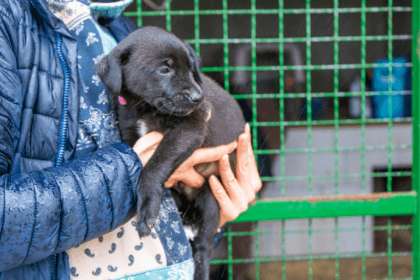 Feira de adoção de pets em Mongaguá fortalece causa animal e estimula guarda responsável Feira de adoção de pets em Mongaguá fortalece causa animal e estimula guarda responsável
